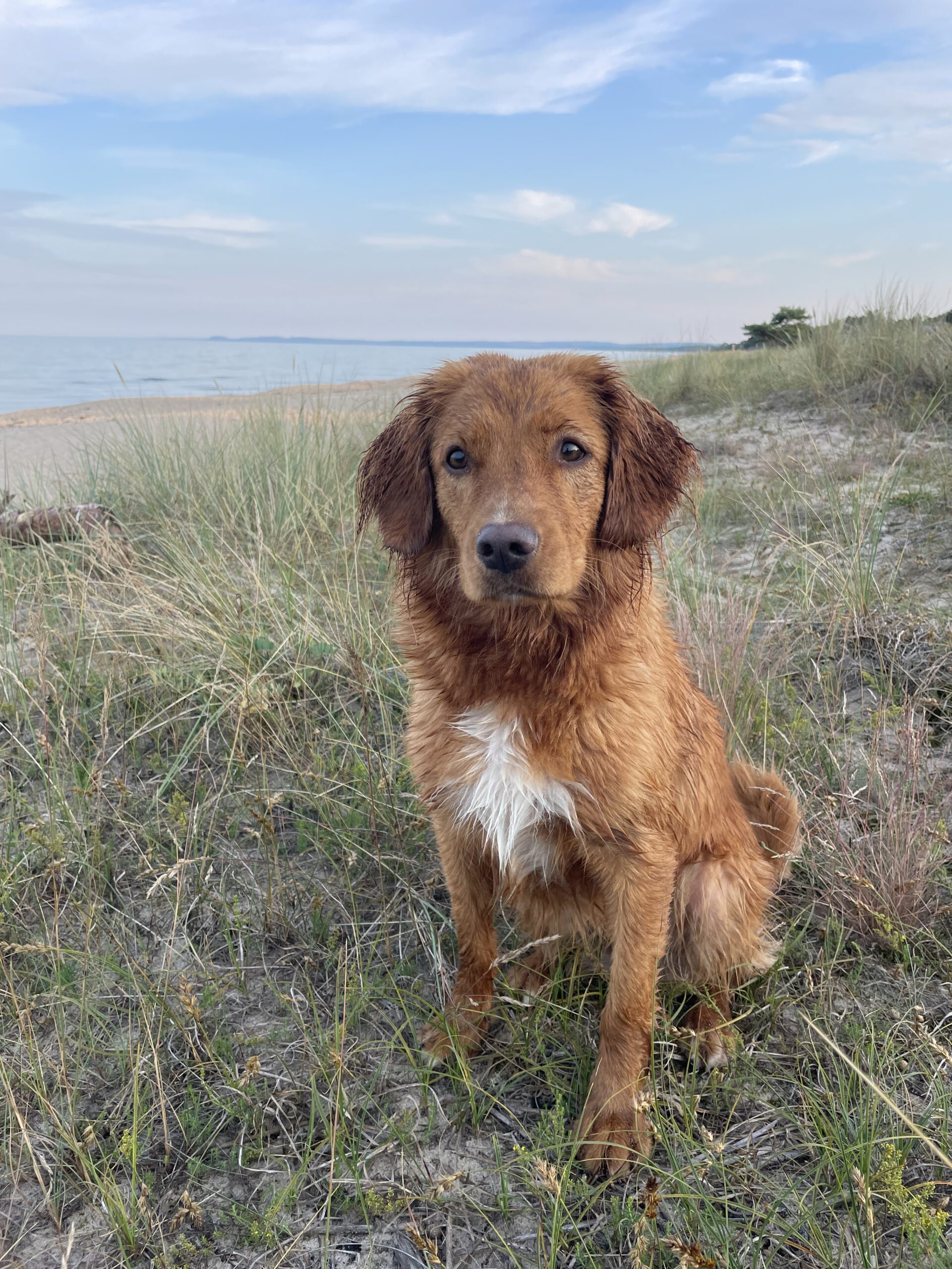 Björktäppans kennel